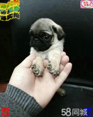 八哥犬疫苗齐全、保纯种健康签协议、免费送货