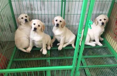 【神犬小七同款拉拉】品相*佳 包纯包健康 欢迎来选