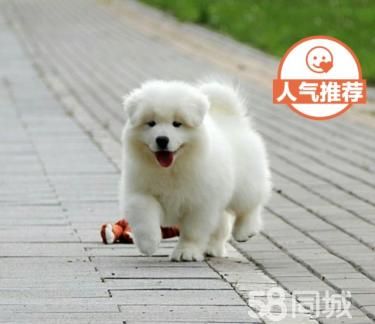 澳版微笑天使——纯种健康——萨摩耶幼犬出售