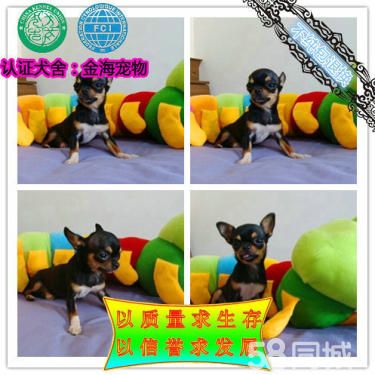茶杯犬、墨西哥吉娃娃、鲨鱼嘴、苹果头、带证书签合同
