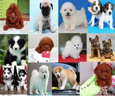 常德宠物专卖一直销各类宠物名犬一签健康协议一包养活