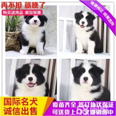 边境牧羊犬 幼犬 品种纯 七白到位,已做驱虫和疫苗