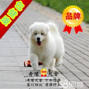 诚信为本 纯种萨摩耶 送用品 售后三包 签协议包活