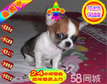 出售纯种吉娃娃犬,血统纯正可上门签协议包健康