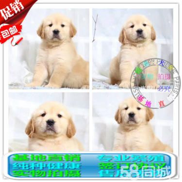 出售纯种大头金毛幼犬 健康有保障 可签购犬协议可送