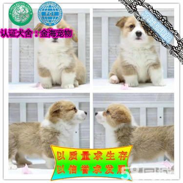 出售纯种《柯基犬》《双色三色柯基犬》保证健康
