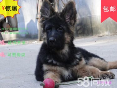 纯种警用德国牧羊犬,黑背,锤系德牧,终身保障签协议