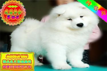 出售纯种忠诚天使微笑萨摩耶幼犬 包健康 可签协议