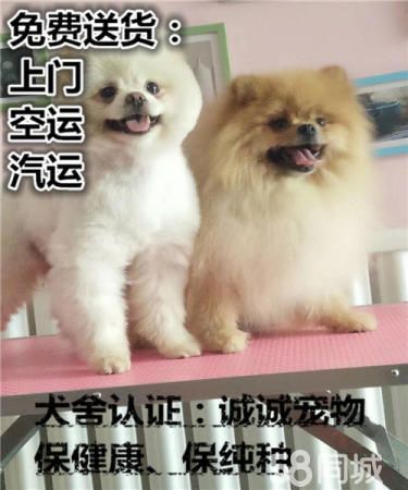 出售纯种健康活泼博美犬多种颜色签订终身质保协议