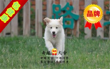 纯种七白到位 边牧幼犬 疫苗驱虫已做 包健康