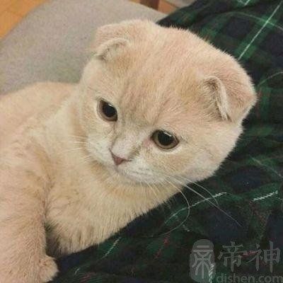 日本宠物店名字大全集