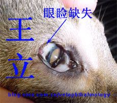 猫眼睑缺失