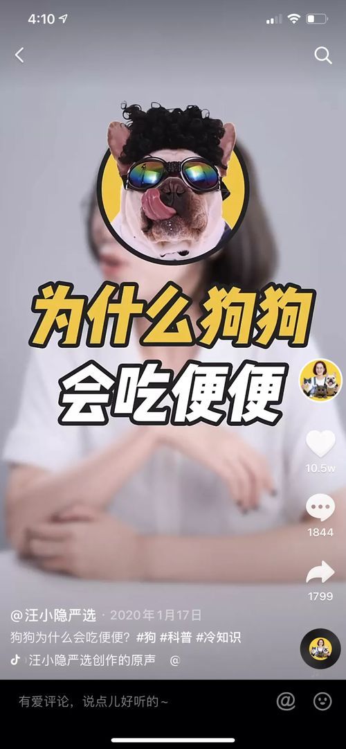 “宠物眼科，照亮爱宠视界之光”