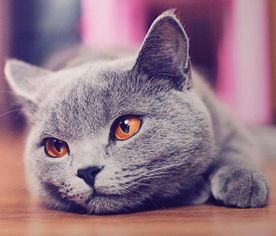 “猫咪手术费用揭秘，宠物眼科手术价格一览！”