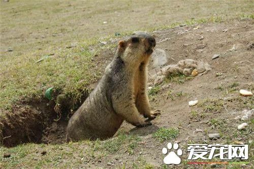 土拨鼠多少钱一只(普通土拨鼠多少一个)插图1