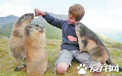 土拨鼠多少钱一只(普通土拨鼠多少一个)插图2