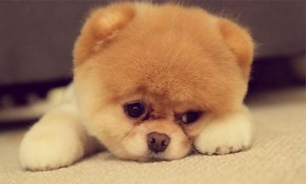 现代三大虐宠行为你做过几个