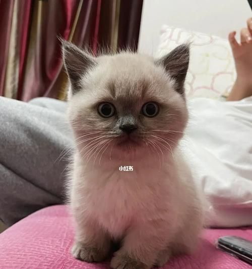 探秘英短蓝猫和布偶混血宠物（迷人的外貌与温和的性格——以“混血猫”为例）