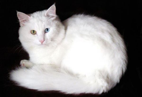 最温顺的四种宠物猫 第一名最为罕见，加菲猫上榜