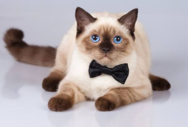 最温顺的四种宠物猫 第一名最为罕见，加菲猫上榜