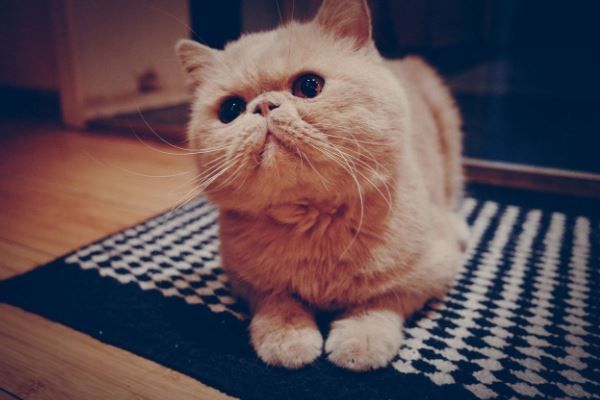 最温顺的四种宠物猫 第一名最为罕见，加菲猫上榜