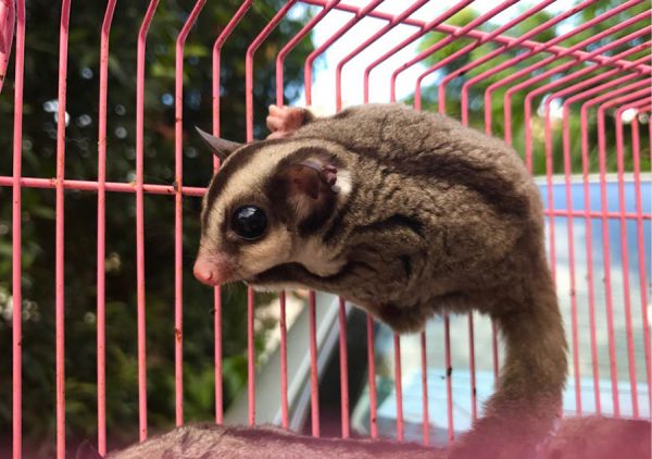 小飞鼠怎么养才好