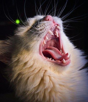 猫咪口臭的常见原因有哪些呢[疑问]