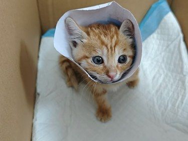怎么样培养小猫咪不挠人