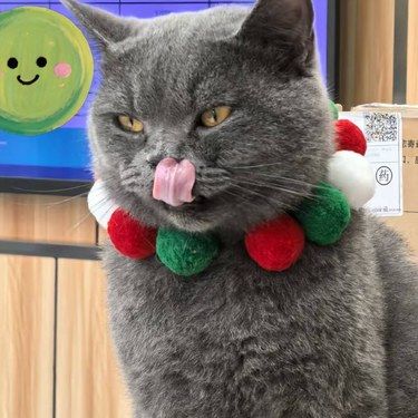 猫猫不是小狗狗 不要经常喂犬粮