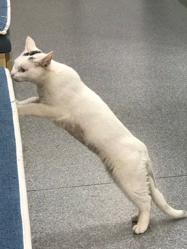 主食猫条和零食猫条的区别