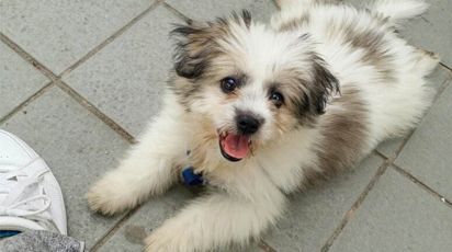 狗狗训练 如何根据进步调整训练计划