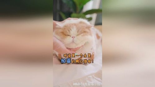 带你们看看猫咪的零食到底有多丰富？