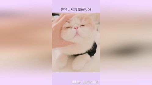 看来，猫的本质也是王境泽～真香
