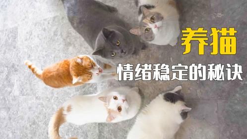 养5只猫很难不情绪稳定吧