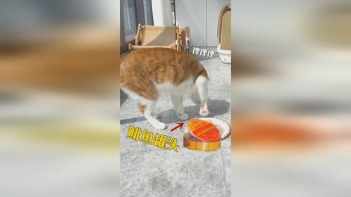 5只猫挑战巨臭鲱鱼罐头，别埋了！