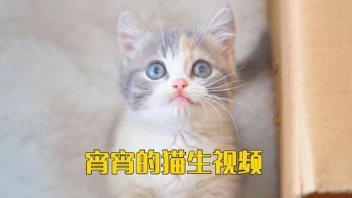 从小奶猫到生下小奶猫，这5年发生了什么？