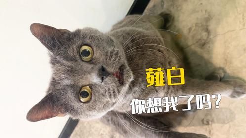 这条视频送给未来的我，你想猪哥了吧！