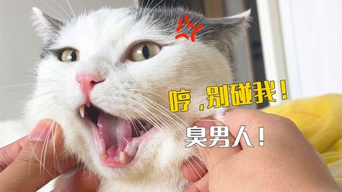养猫和养老婆有什么区别？有！什！么！区！别！