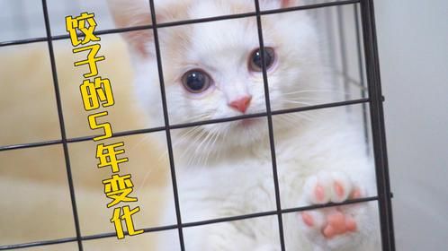 一只猫的5年变化，从粘人精变成咬人猫！