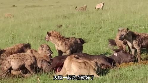 鬣狗抢狮子的食物，下一秒却被野狗教训了