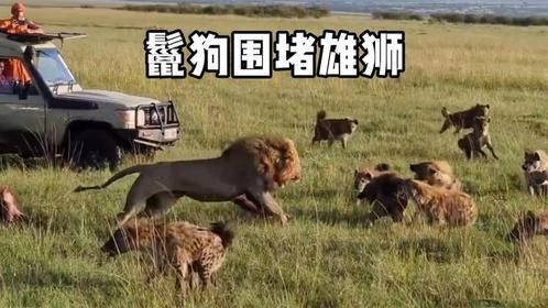 30只鬣狗包围狮王，事出反常必有因，狮子做错了什么？