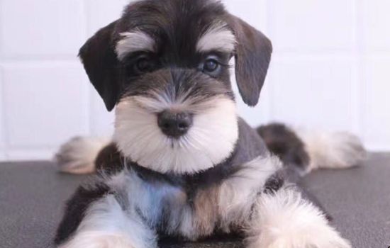 乐清市养犬管理条例