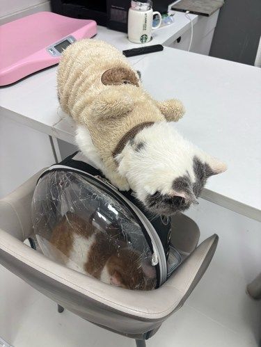 小猫一年一度的疫苗时间到！