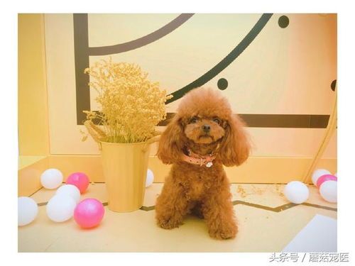 宠物治疗牙结石多少钱 宠物牙结石怎么预防和治疗