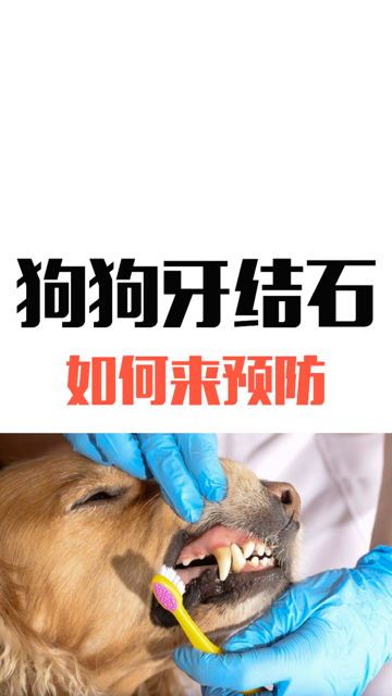 宠物如何有效预防牙结石?