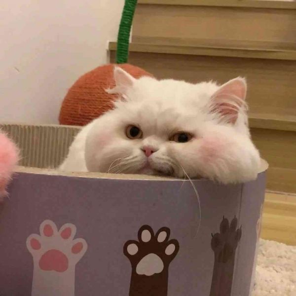 萌宠二次元猫咪，极致可爱风采展现