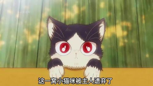明明是一部治愈猫番，最后一个镜头给我喂了一嘴狗粮