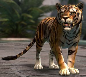 Tiger.jpg
