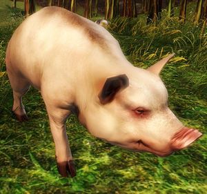 Pig.jpg