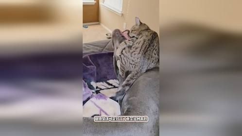 小小猫咪想统治全家!